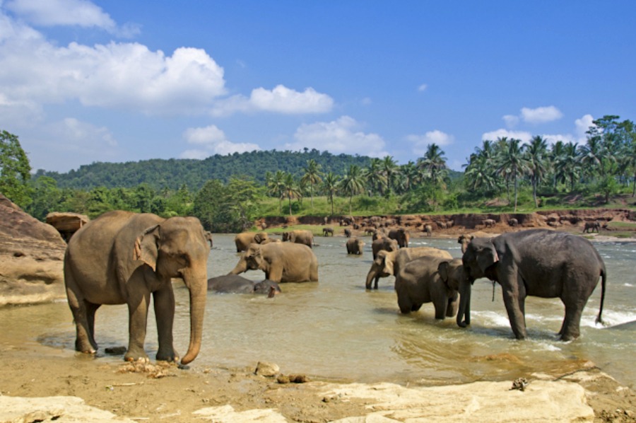 Elephants1.jpg