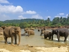 Elephants1.jpg